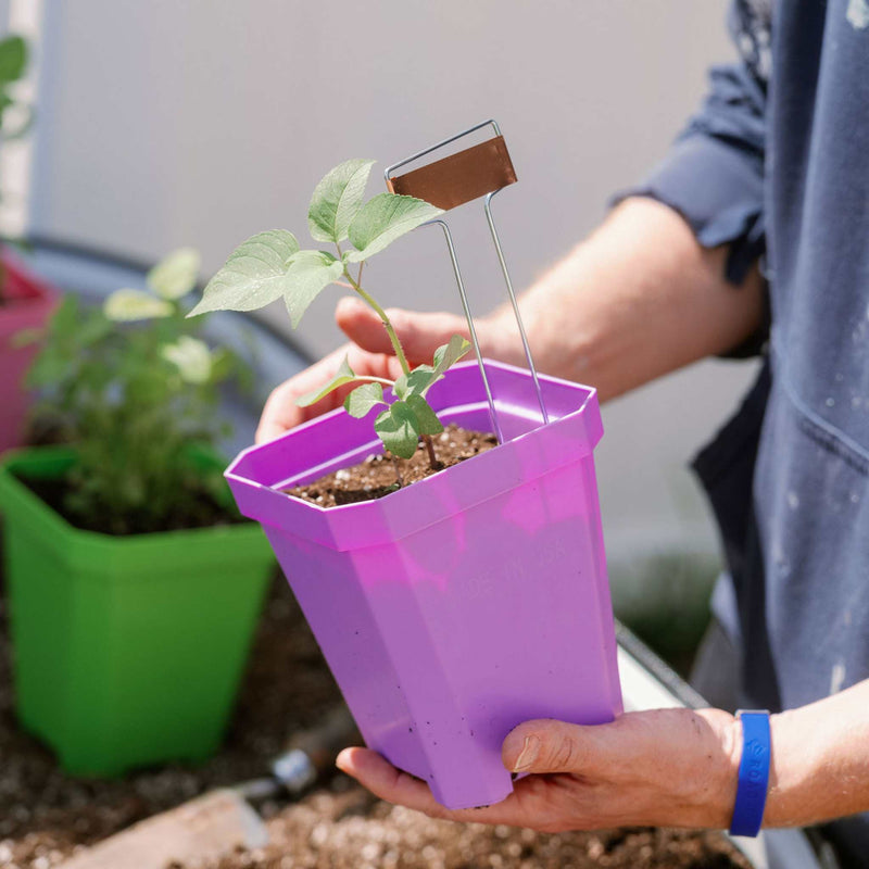 Load image into Gallery viewer, 5" Nursery Pots with Insert Tray

