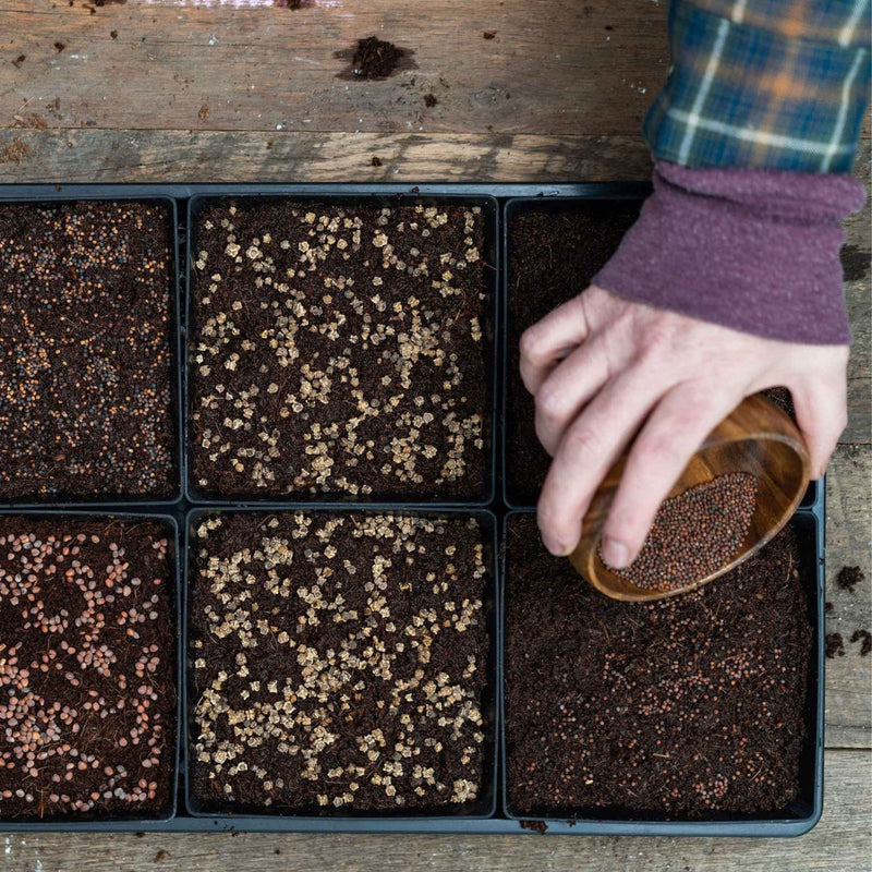 Load image into Gallery viewer, 5X5 Extra Strength Shallow Microgreen Trays
