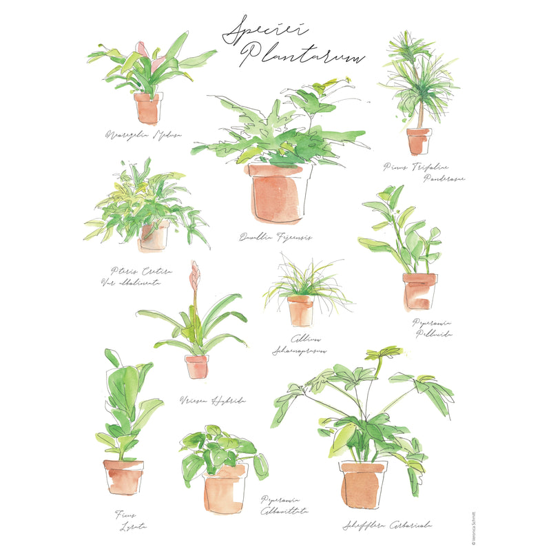 Load image into Gallery viewer, Plant Species Poster
