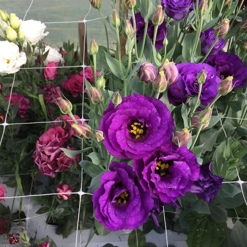 Load image into Gallery viewer, Trellis Netting | 6" Mesh
