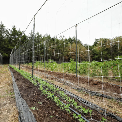 Trellis Netting | 6