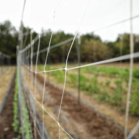 Trellis Netting | 6