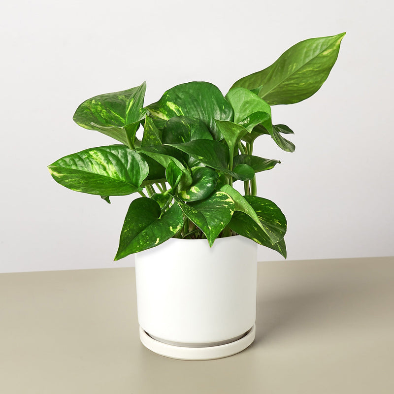 Load image into Gallery viewer, Pothos 'Golden'
