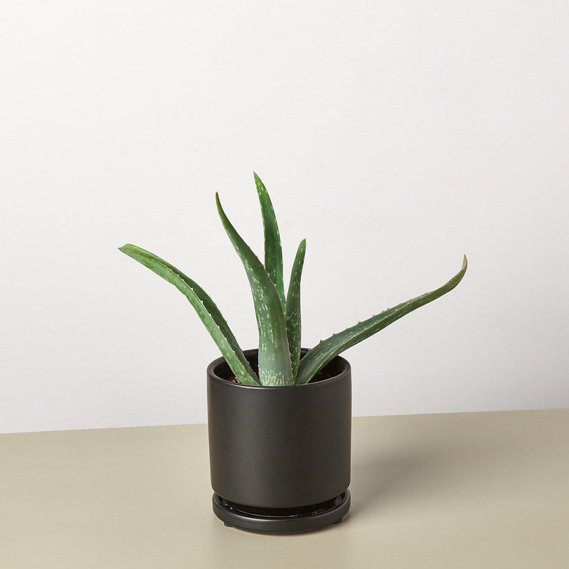 Load image into Gallery viewer, Aloe Vera
