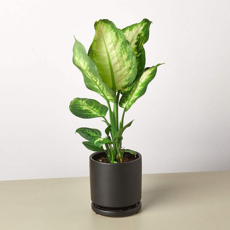Load image into Gallery viewer, Dieffenbachia Camille
