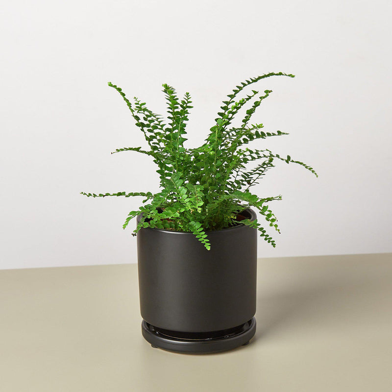 Load image into Gallery viewer, Lemon Button Fern
