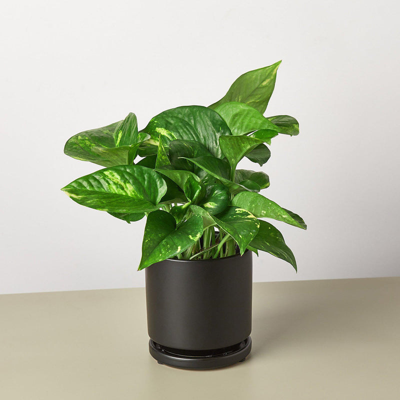 Load image into Gallery viewer, Pothos 'Golden'
