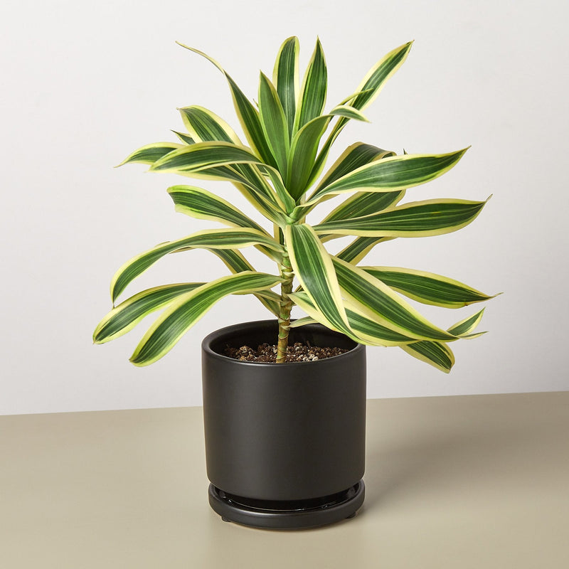 Load image into Gallery viewer, Dracaena Song of India
