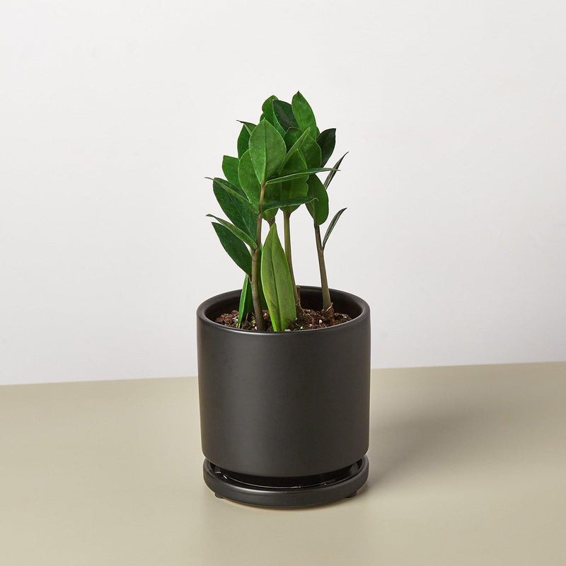 Load image into Gallery viewer, Zamioculcas Zamiifolia 'ZZ'
