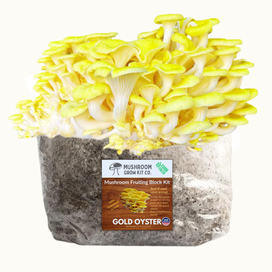 4 Pack - Premium Lion's Mane, Gold, Pink, and Blue Oyster Mushroom Fruiting Block Grow Kits - 20 LBS