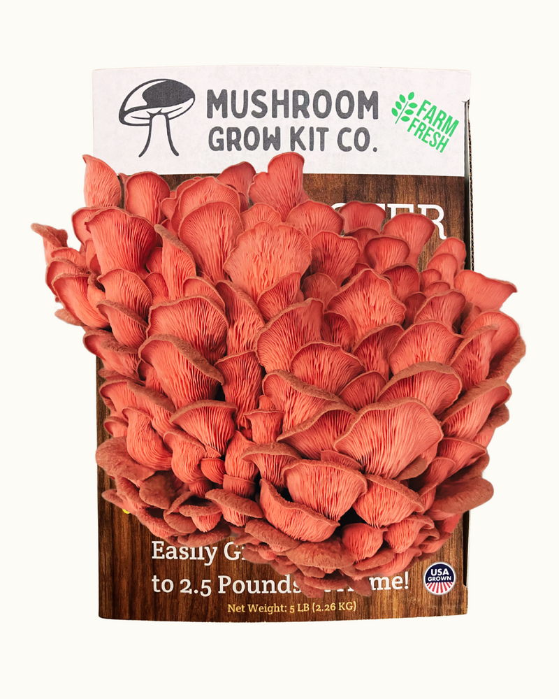 Load image into Gallery viewer, 3 Pack - Premium Lion's Mane, Pink, and Blue Oyster Mushroom Growing Kit - 15 LBS
