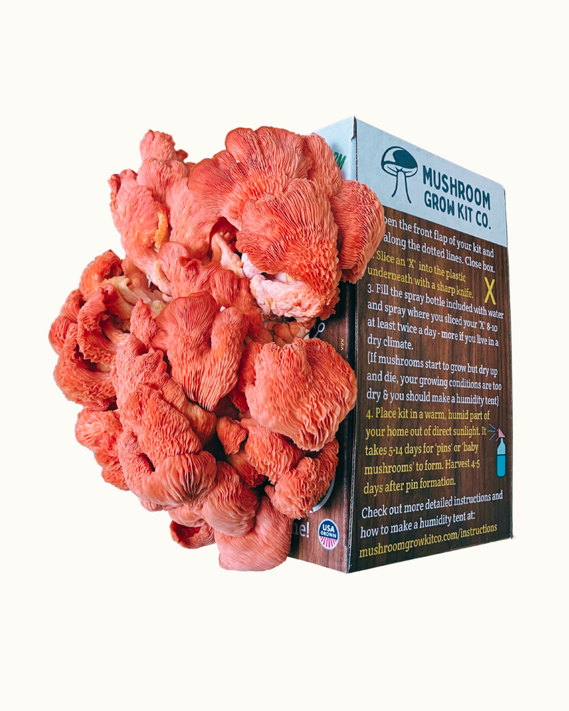 Load image into Gallery viewer, Premium Pink Oyster Mushroom Growing Kit - 5 LBS
