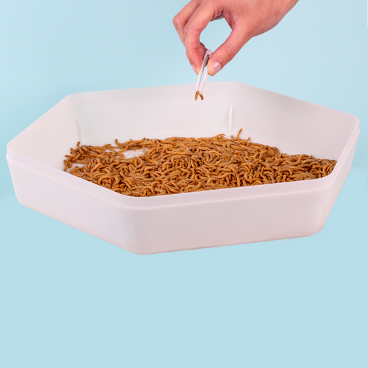 Product image of The Bug Factory Mealworm Storage Tray (Beetle Tray Not Included), front