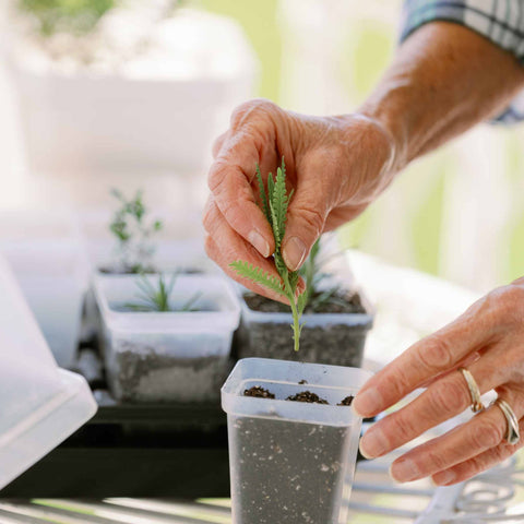 Propagation Kit | For Cuttings, Seedlings and More, additional product view 2