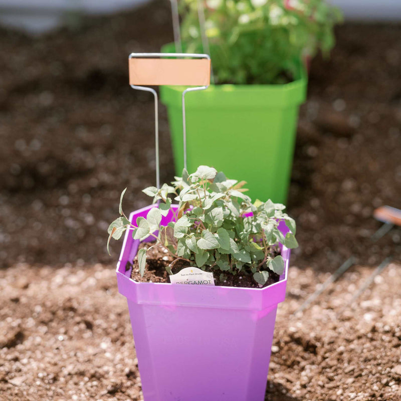 Load image into Gallery viewer, 5" Heavy Duty Nursery Pots
