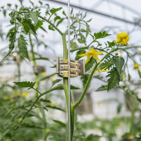 Qlipr Trellising System from Bootstrap Farmer at GrowTime Garden Supply