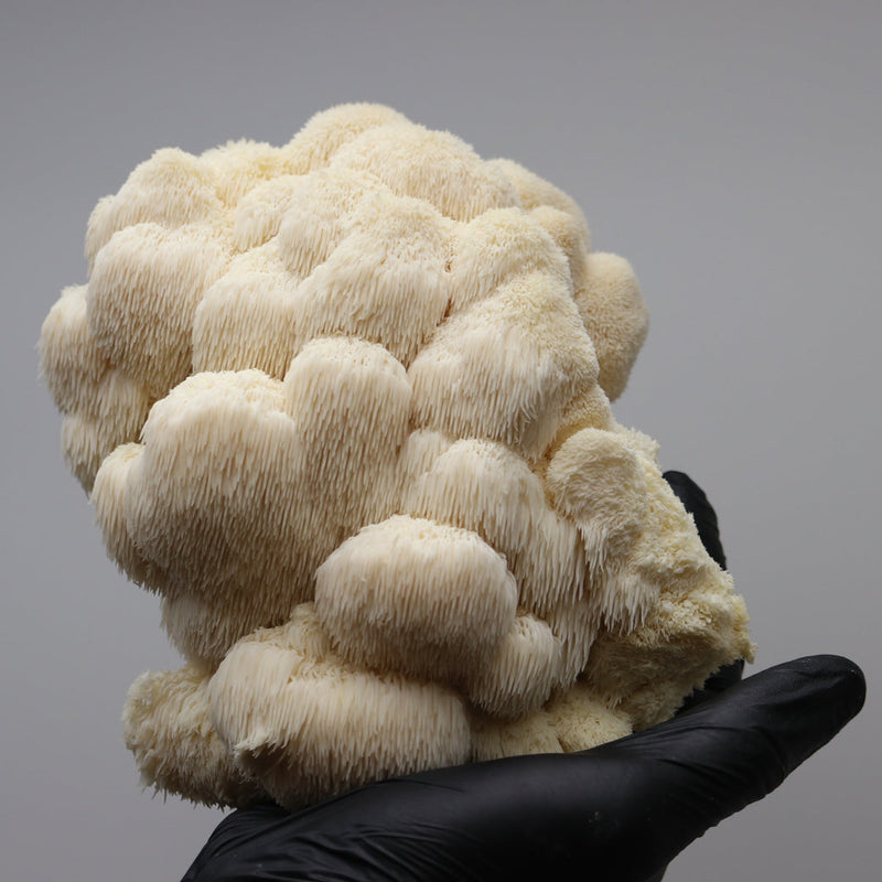 Load image into Gallery viewer, Lion's Mane Mushroom Grow Kit
