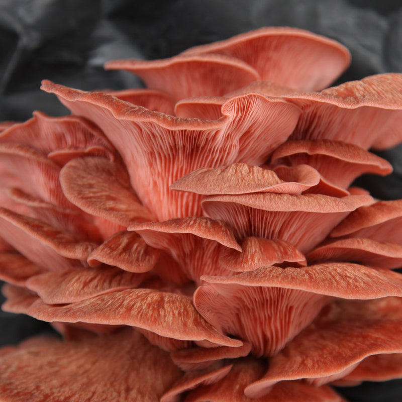 Load image into Gallery viewer, Pink Oyster Mushroom Grow Kit
