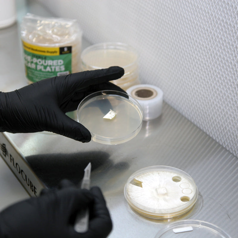Load image into Gallery viewer, Pre-Poured Agar Plates
