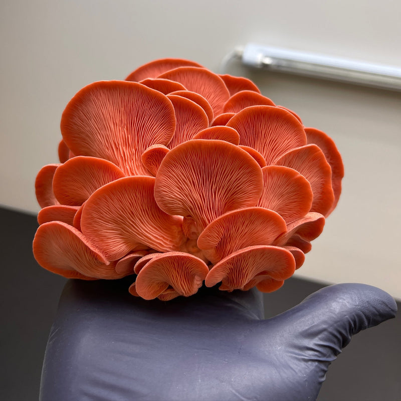 Load image into Gallery viewer, Pink Oyster Mushroom Grow Kit
