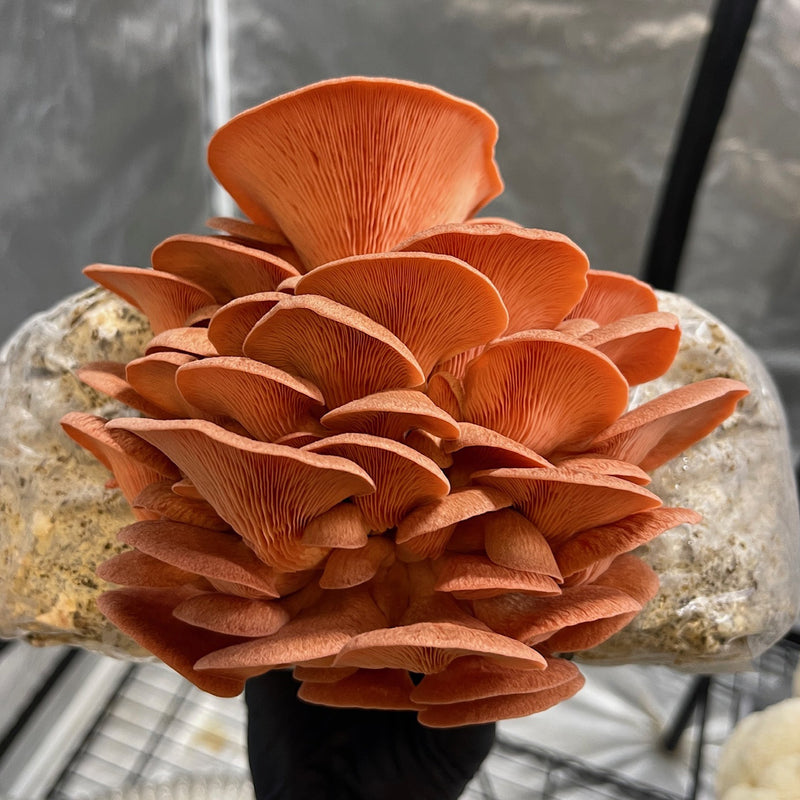 Load image into Gallery viewer, Pink Oyster Mushroom Grow Kit
