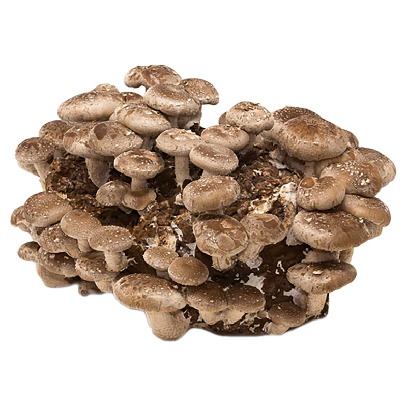 Load image into Gallery viewer, Shiitake Mushroom Grow Kit
