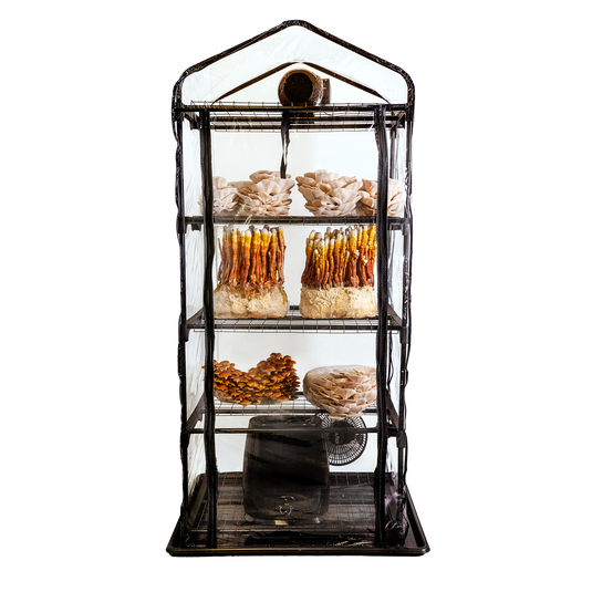 ShroomRoom: Mushroom Grow Tent