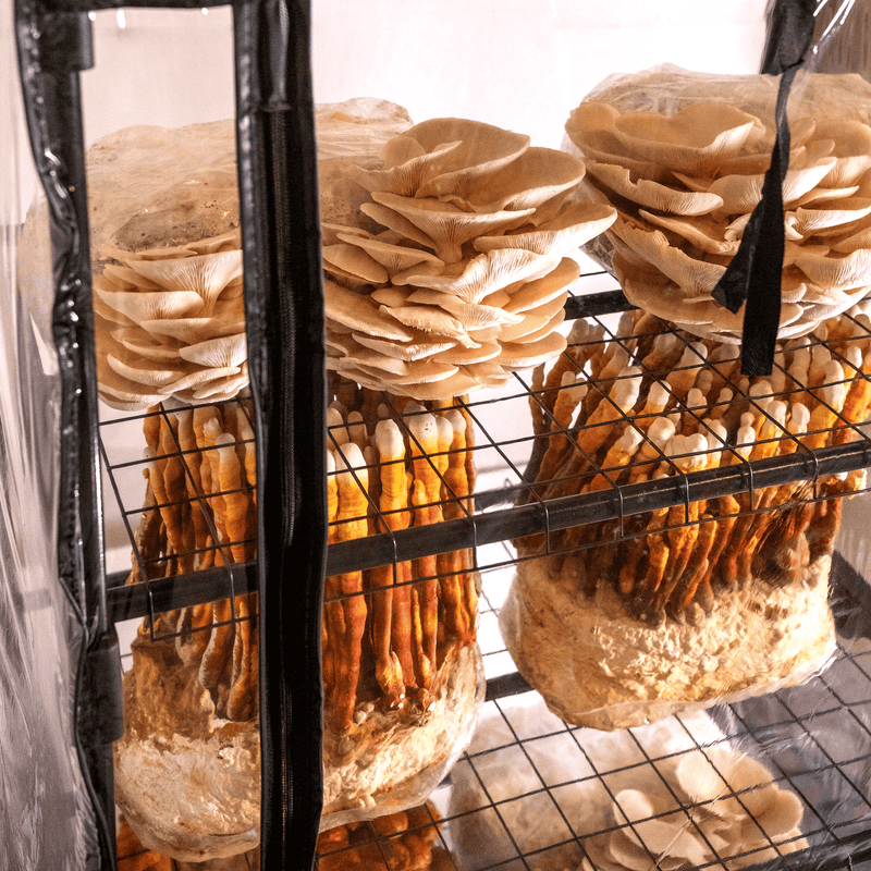 Load image into Gallery viewer, ShroomRoom: Mushroom Grow Tent
