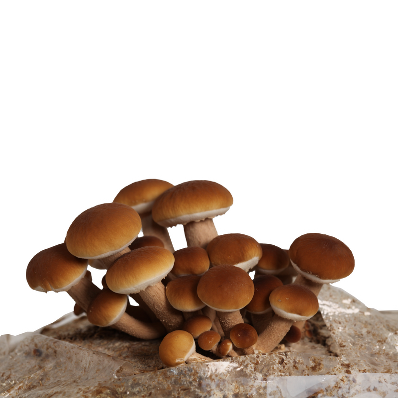 Load image into Gallery viewer, Pioppino Mushroom Liquid Culture Syringe
