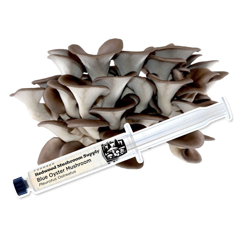 Load image into Gallery viewer, Blue Oyster Mushroom Liquid Culture Syringe
