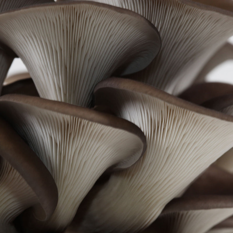 Load image into Gallery viewer, Blue Oyster Mushroom Liquid Culture Syringe
