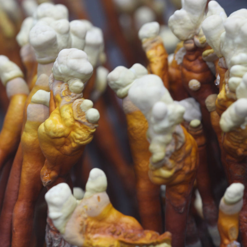 Load image into Gallery viewer, Reishi Mushroom Liquid Culture Syringe
