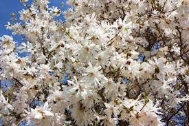 Load image into Gallery viewer, Magnolia 'Royal Star'
