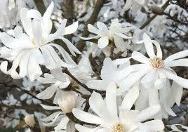 Magnolia Royal Star