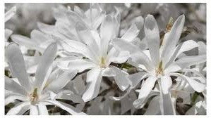 Load image into Gallery viewer, Magnolia 'Royal Star'
