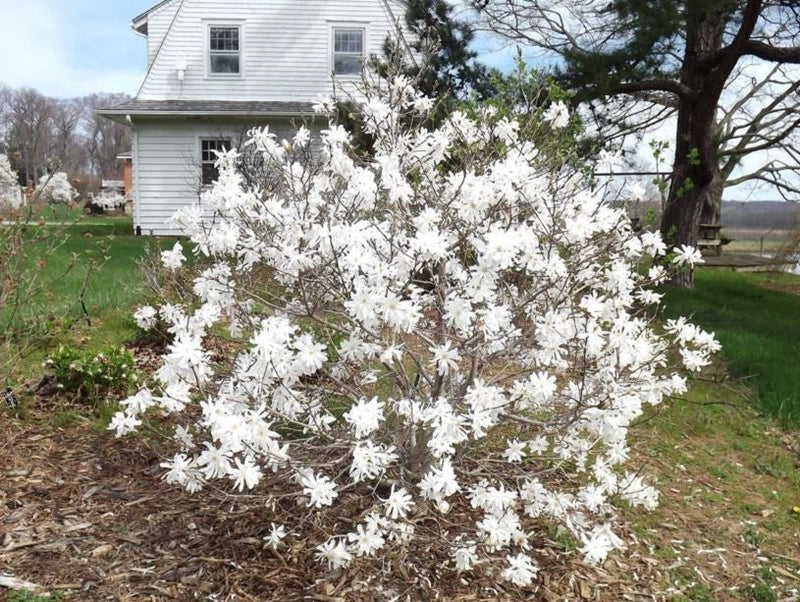 Load image into Gallery viewer, Magnolia 'Royal Star'
