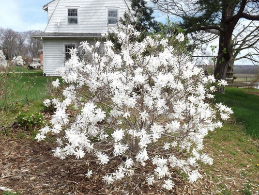 Magnolia 'Royal Star'