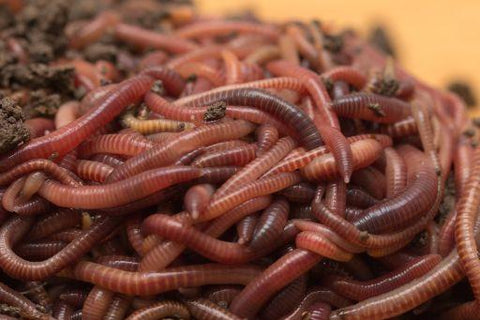 Utah Worm pure red wiggler composting worms