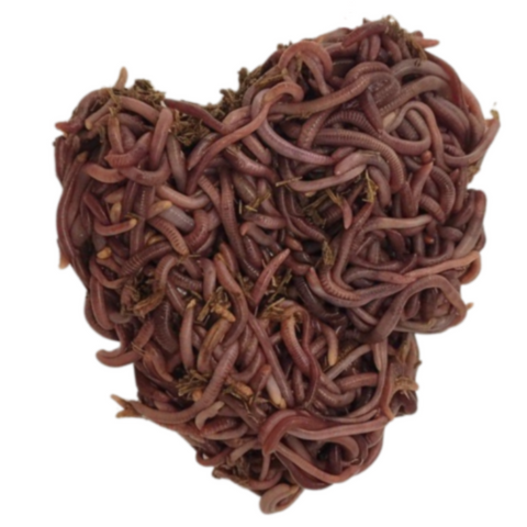 Hungry Worms live red wiggler composting worms