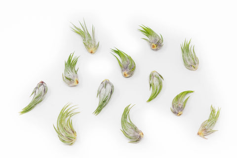 Tillandsia Ionantha Scaposa Air Plants, additional product view 2
