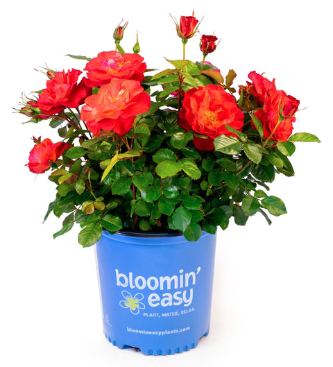 Cinnamon Hearts™ Rose -Repeat Bloomer, additional product view 2