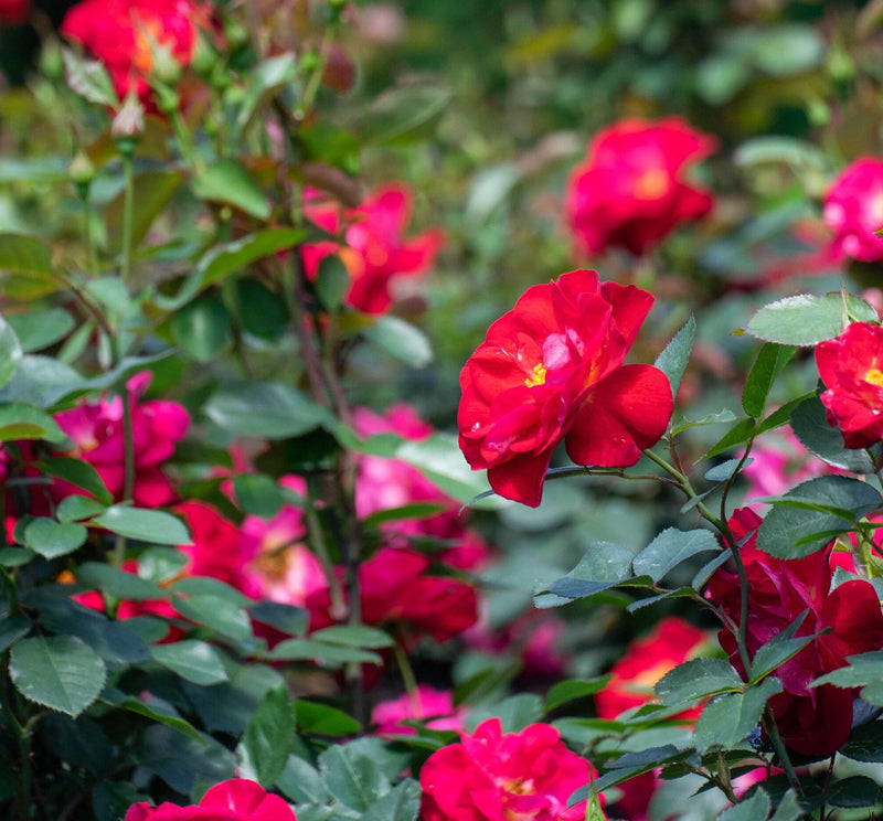 Load image into Gallery viewer, Cinnamon Hearts™ Rose -Repeat Bloomer
