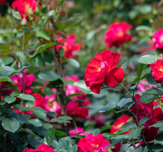 Cinnamon Hearts™ Rose -Repeat Bloomer