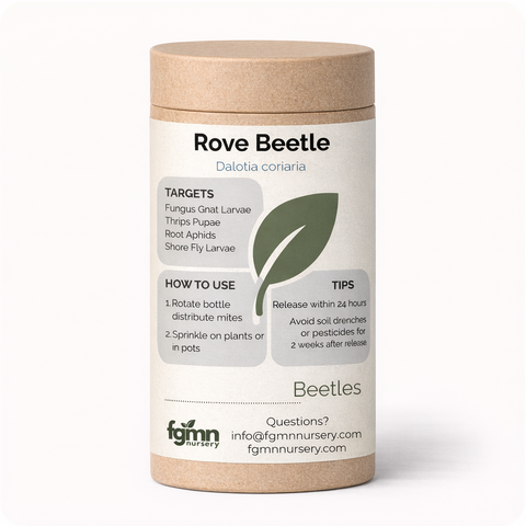 Dalotia coriaria rove beetles for fungus gnat and thrips control.