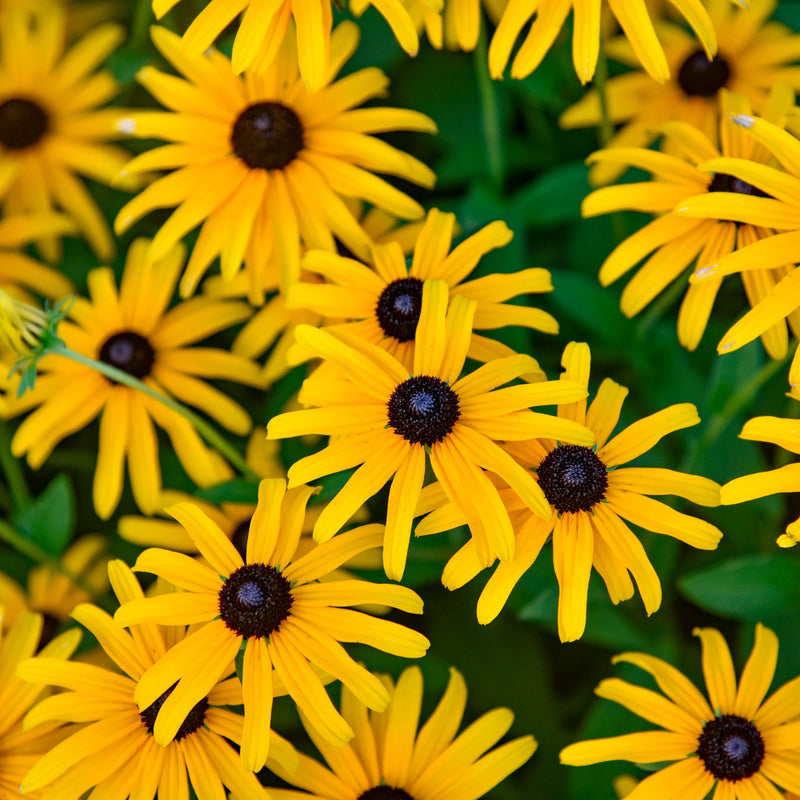 Load image into Gallery viewer, Rudbeckia 'Treasure Trove'
