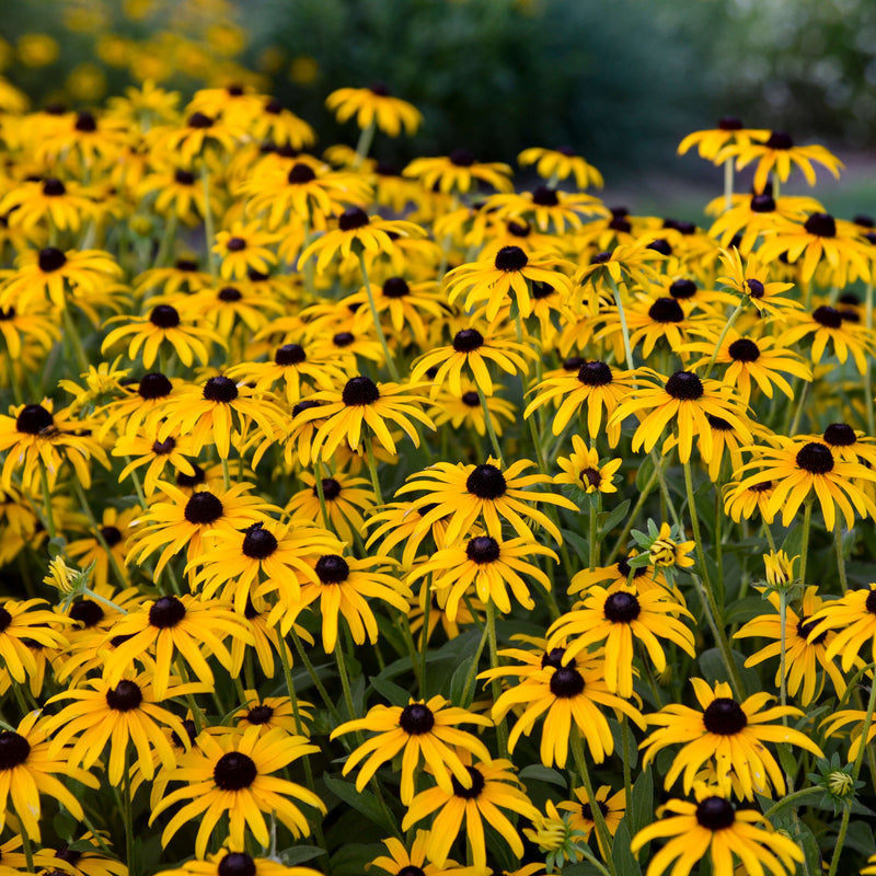 Load image into Gallery viewer, Rudbeckia 'Treasure Trove'
