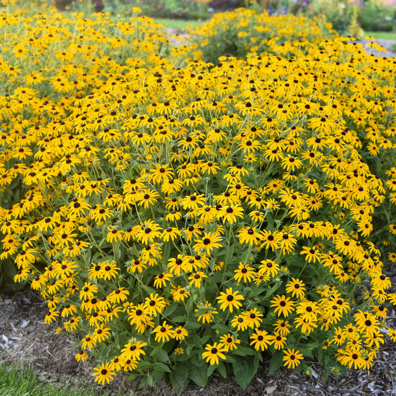 Load image into Gallery viewer, Rudbeckia 'Treasure Trove'
