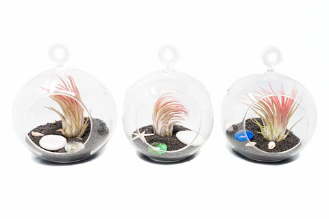 Set of 3 Beachy Globe Terrariums