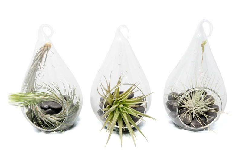 Load image into Gallery viewer, SALE - Set of 3 Funky Teardrop Terrariums with Flat Bottoms
