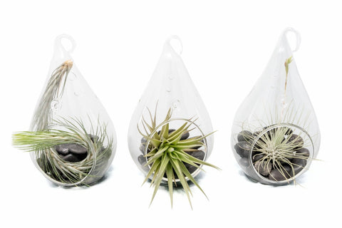 Set of 3 Funky Teardrop Terrariums